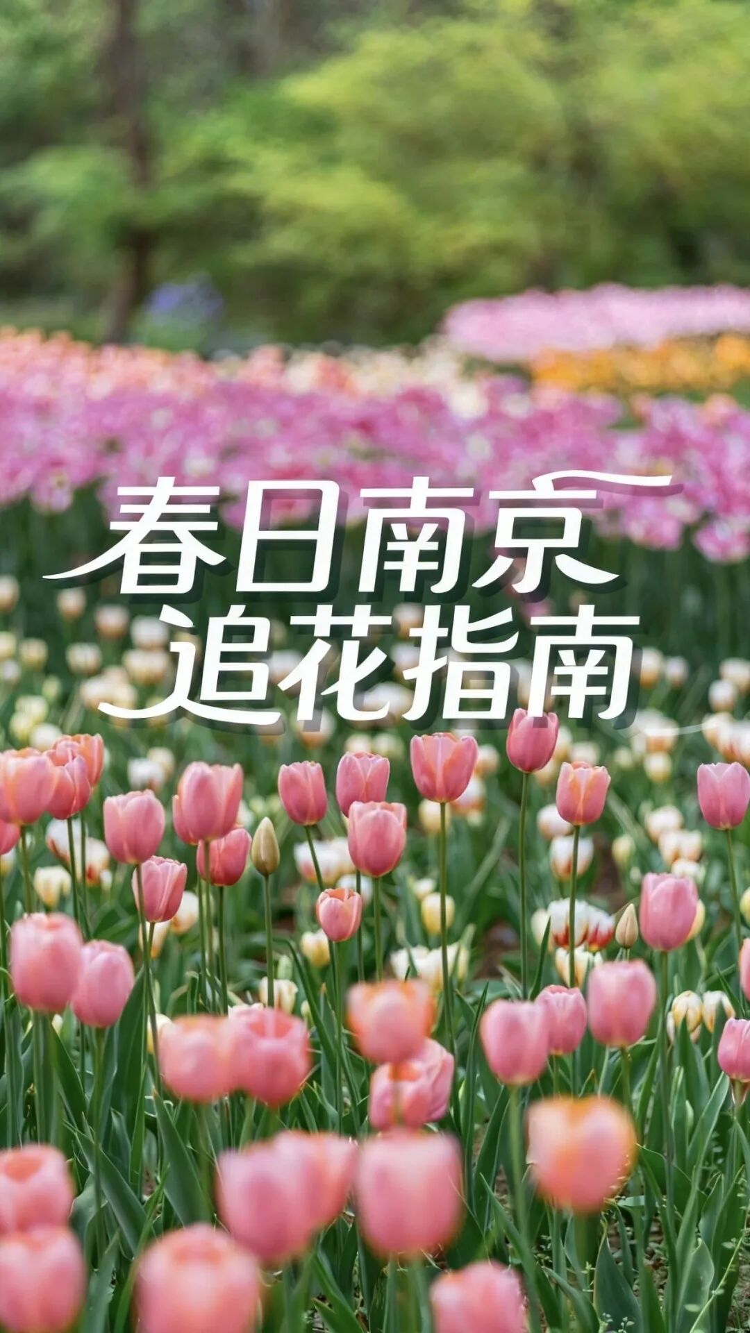 妈妈问我为什么春天总往南京跑