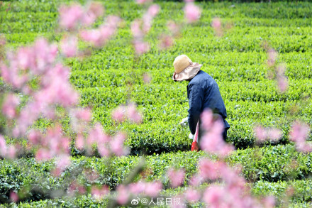 “养眼”壁纸！采茶好治愈啊