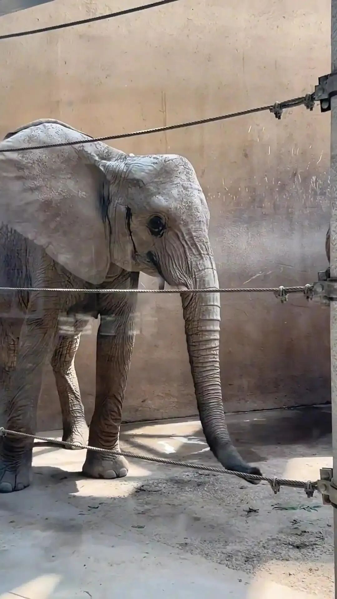 动物园大象瘦成“皮包骨”？园方回应：系非洲草原象，正常体型