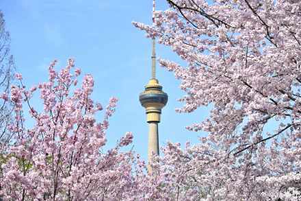 收藏！玉渊潭樱花的春日限定浪漫