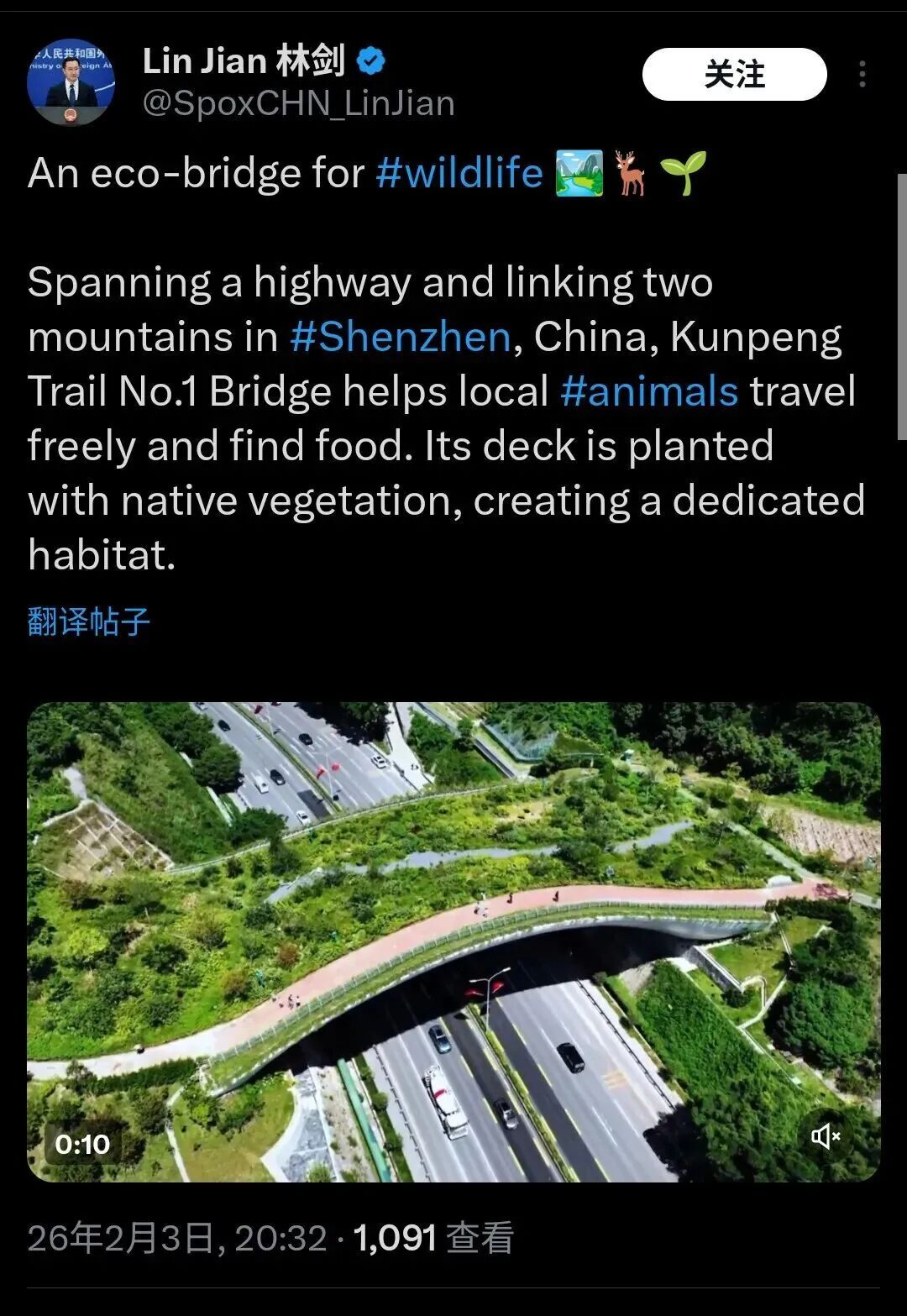 深圳的“猫”为什么这么害羞？最近这位“国宝级”明星火了！网友：好难追！