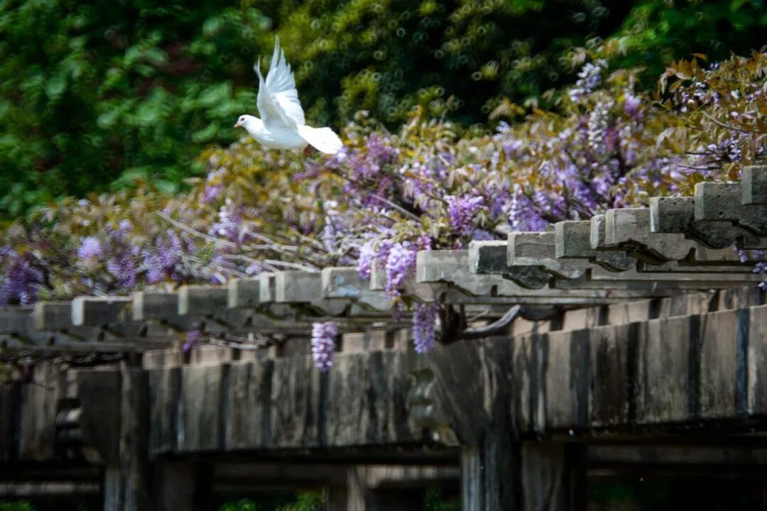 妈妈问我为什么春天总往南京跑