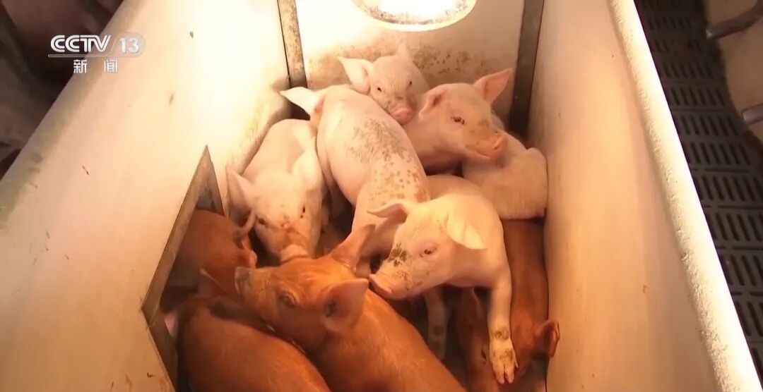 进入过度下跌预警区间，最近猪肉价格怎么了？