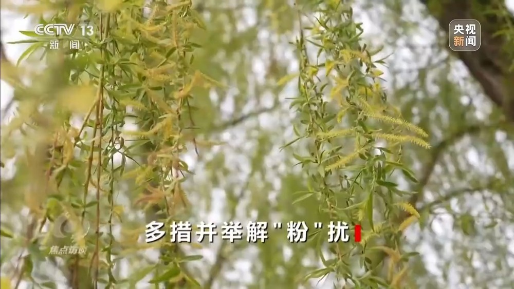 花粉过敏成“隐形烦恼” 生态和健康之间如何找平衡？