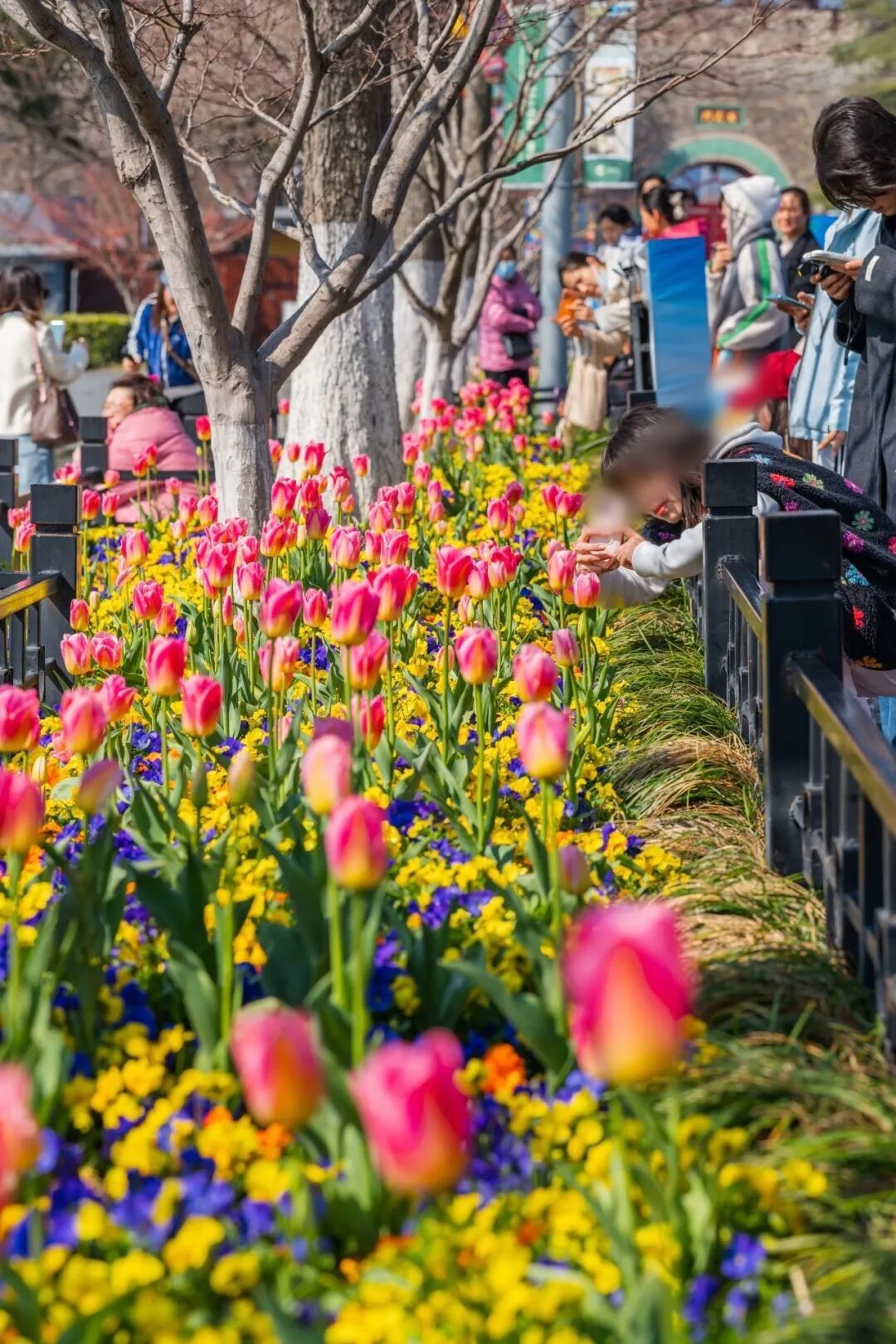 妈妈问我为什么春天总往南京跑