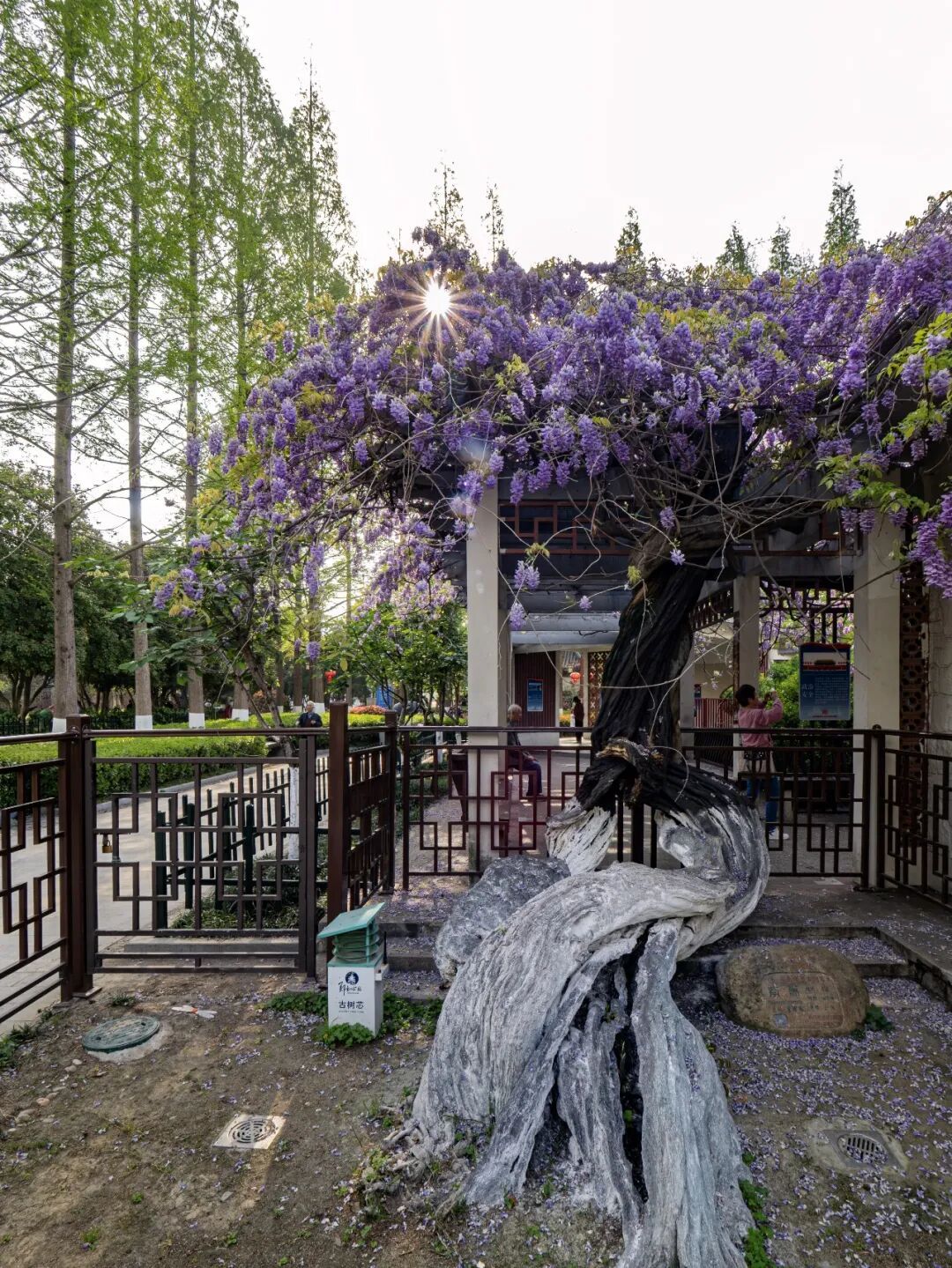 妈妈问我为什么春天总往南京跑