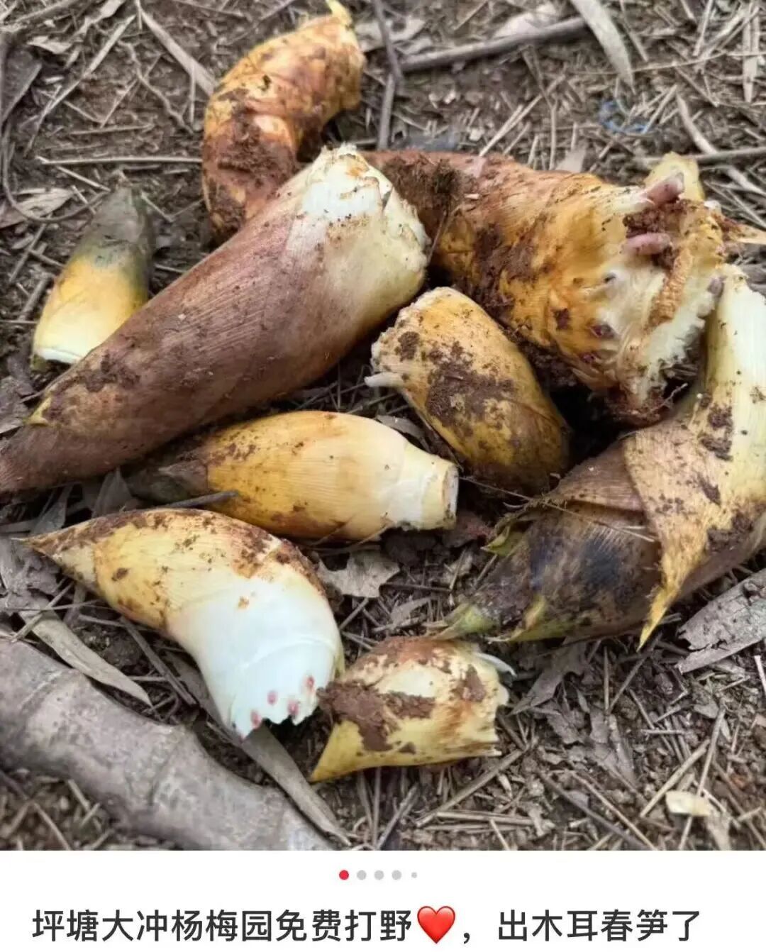 春天 “打野” 热兴起，周末别跟风乱挖！第一批受害者已出现