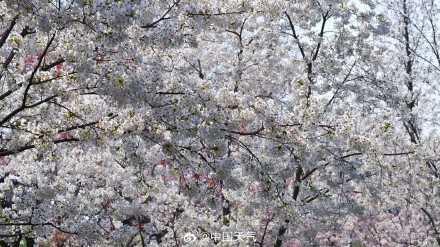 花开如云！北京玉渊潭樱花进入盛花期