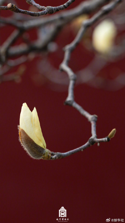 故宫玉兰壁纸上新了