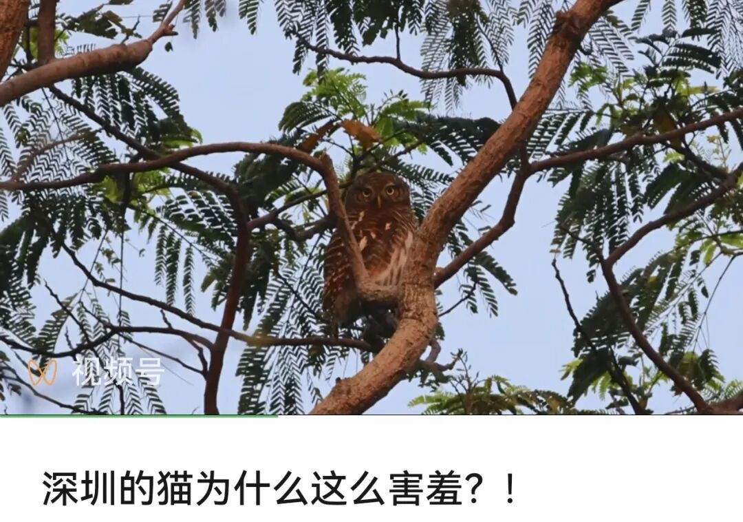 深圳的“猫”为什么这么害羞？最近这位“国宝级”明星火了！网友：好难追！
