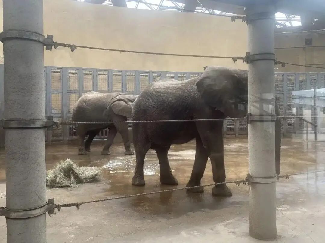 动物园大象瘦成“皮包骨”？园方回应：系非洲草原象，正常体型