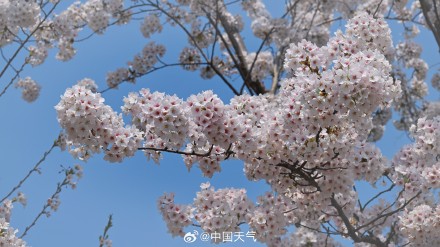 花开如云！北京玉渊潭樱花进入盛花期