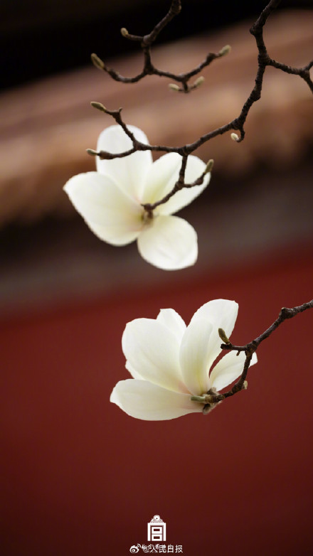 故宫玉兰壁纸太美了