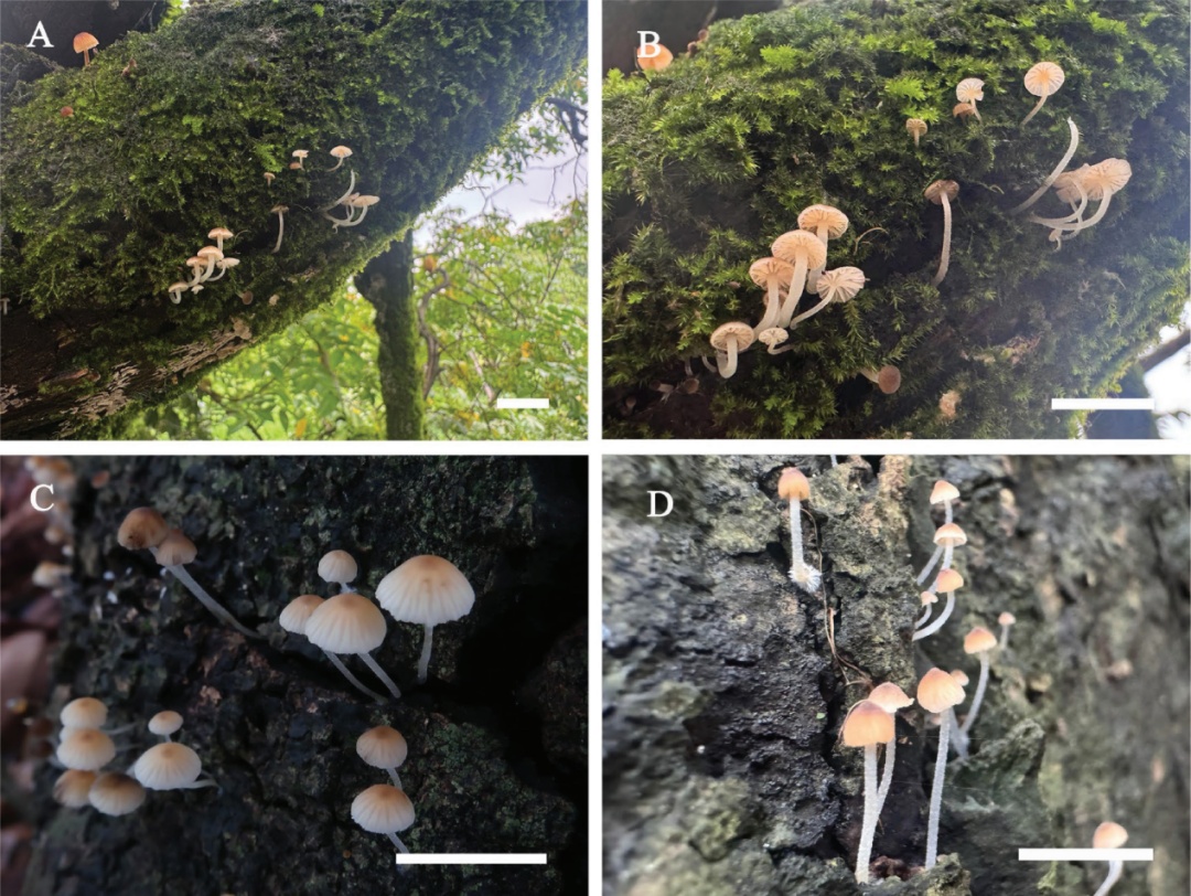 全球新物种+1，它以“海珠”命名