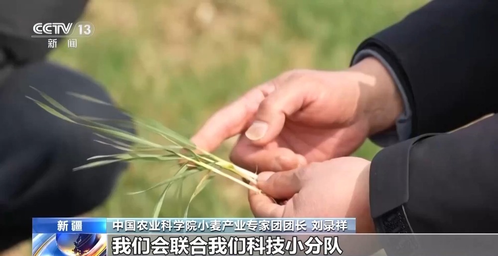 冬小麦田管进入关键期 专家“把脉问诊”促丰收