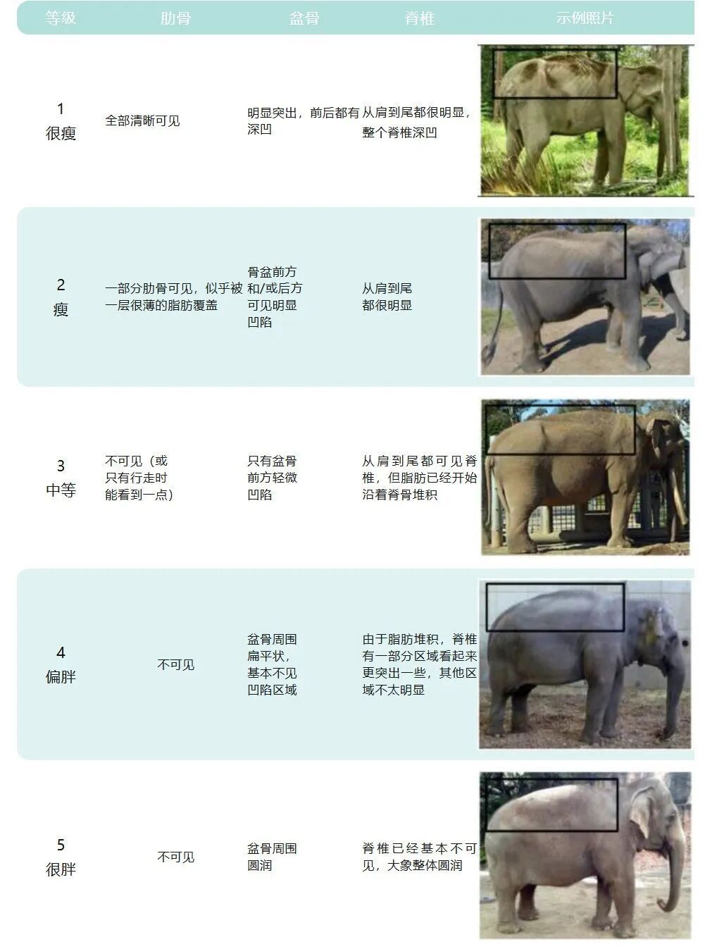 动物园大象瘦成“皮包骨”？园方回应：系非洲草原象，正常体型
