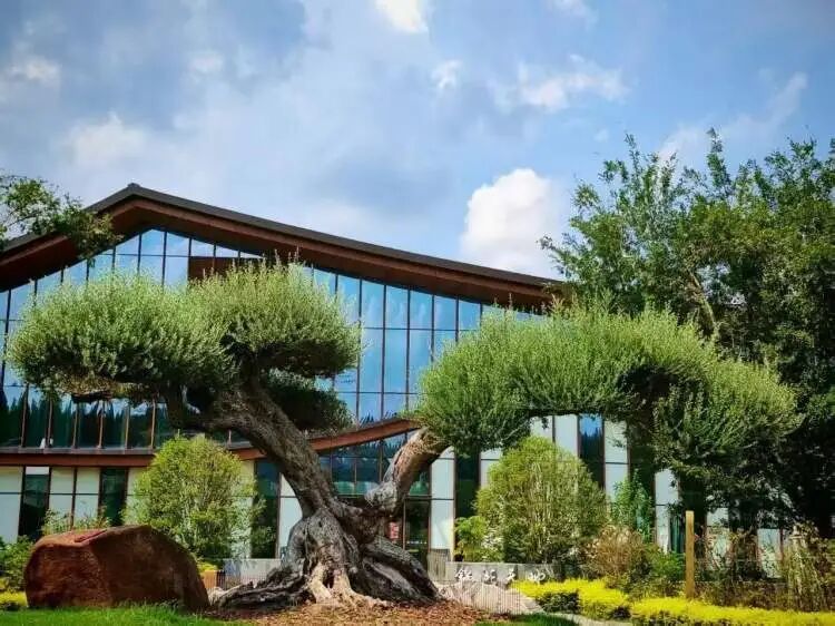 上海首个森林公园里的婚姻登记点启用，多对新人从市区赶来这里领证