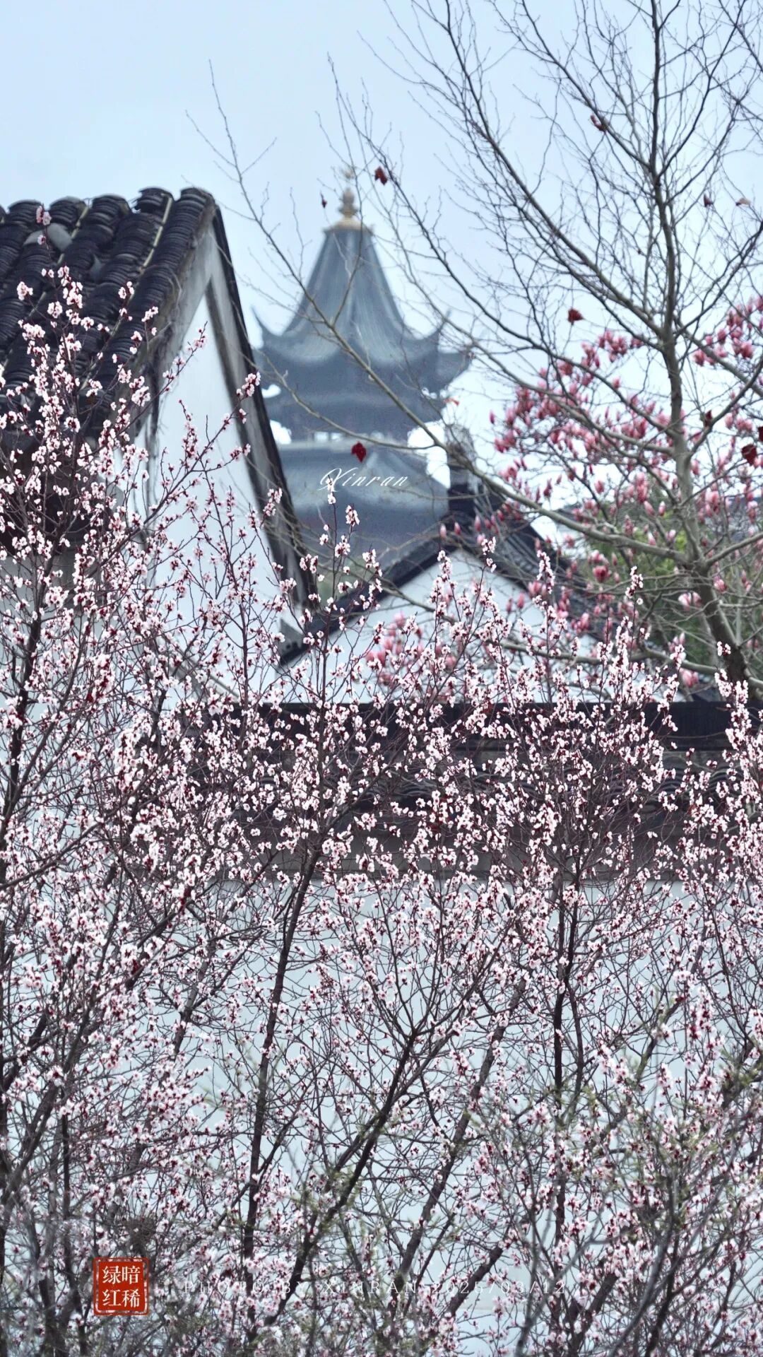 妈妈问我为什么春天总往南京跑