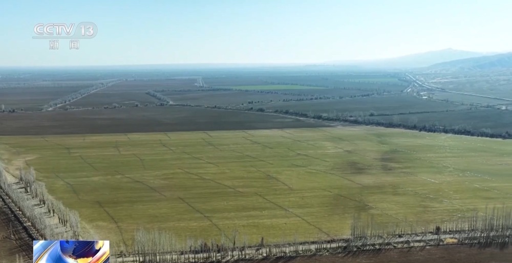 冬小麦田管进入关键期 专家“把脉问诊”促丰收