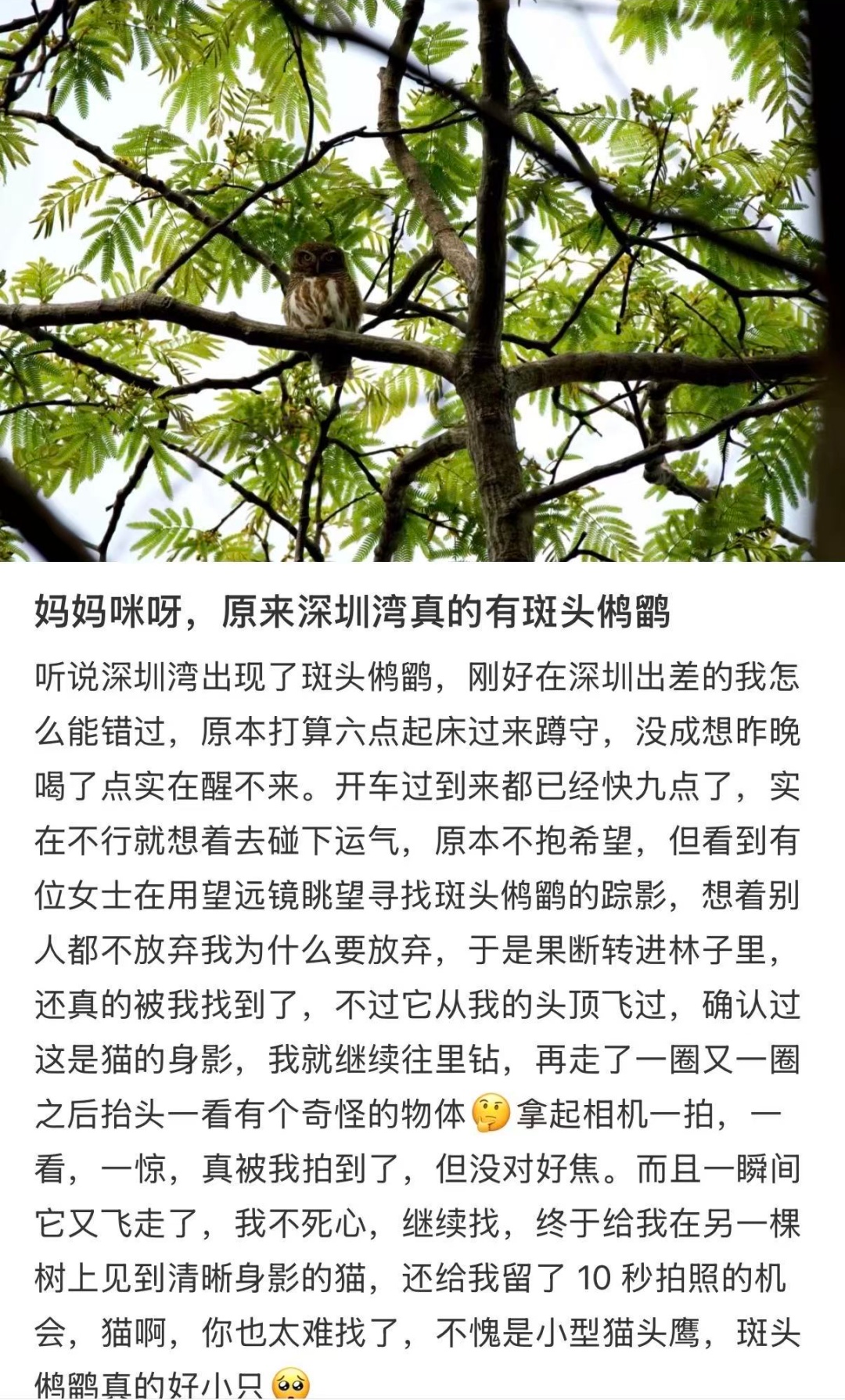 深圳的“猫”为什么这么害羞？最近这位“国宝级”明星火了！网友：好难追！