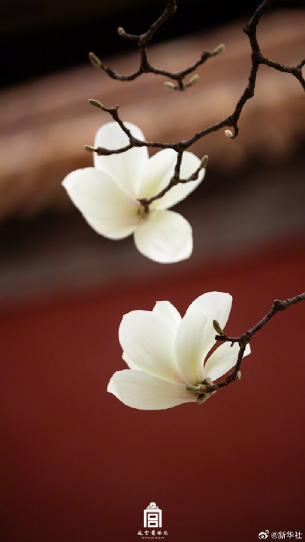 故宫玉兰壁纸上新了