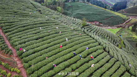 “养眼”壁纸！采茶好治愈啊