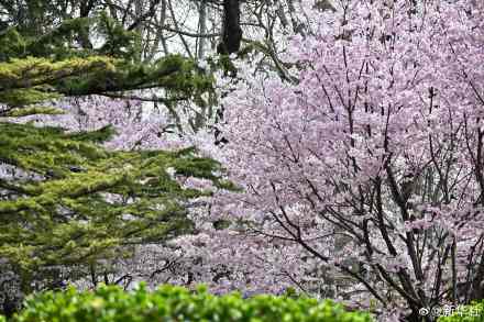 收藏！玉渊潭樱花的春日限定浪漫