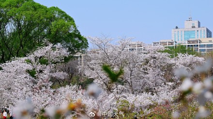 花开如云！北京玉渊潭樱花进入盛花期