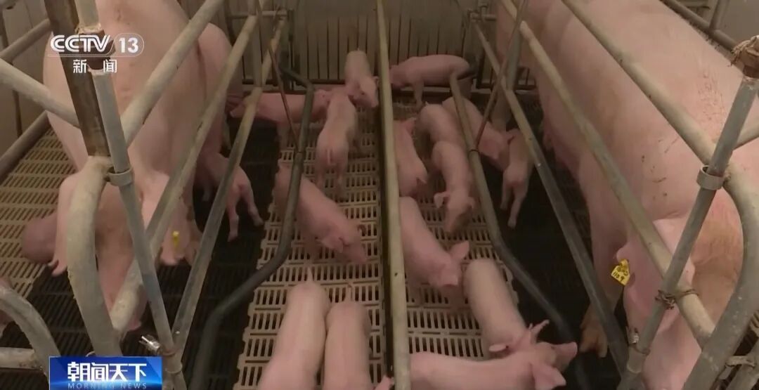 进入过度下跌预警区间，最近猪肉价格怎么了？