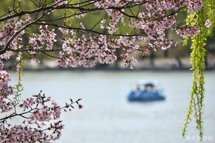 收藏！玉渊潭樱花的春日限定浪漫