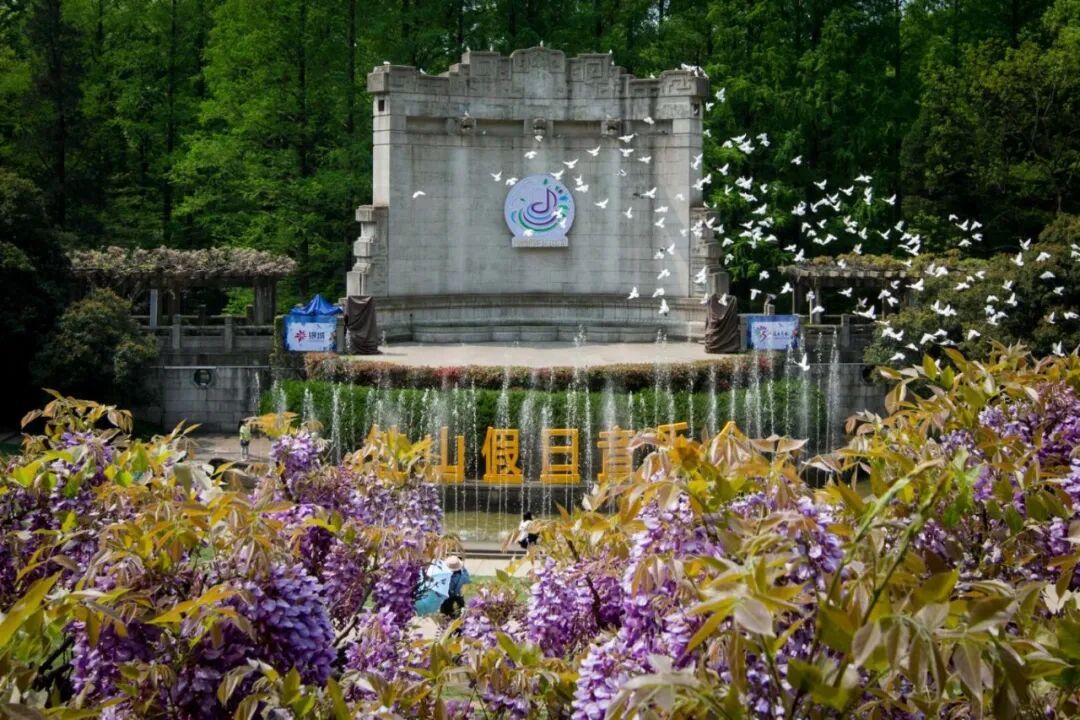 妈妈问我为什么春天总往南京跑