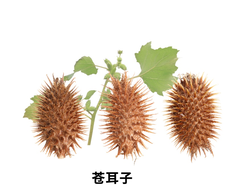 春天 “打野” 热兴起，周末别跟风乱挖！第一批受害者已出现