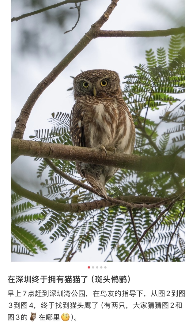深圳的“猫”为什么这么害羞？最近这位“国宝级”明星火了！网友：好难追！