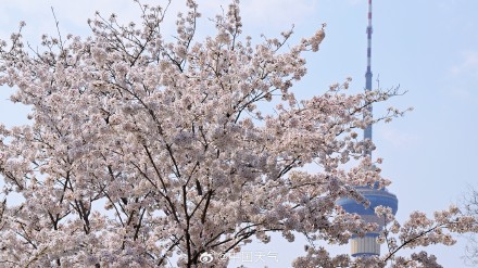 花开如云！北京玉渊潭樱花进入盛花期