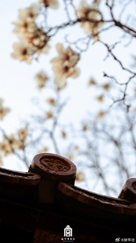 故宫玉兰壁纸上新了