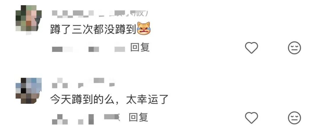 深圳的“猫”为什么这么害羞？最近这位“国宝级”明星火了！网友：好难追！