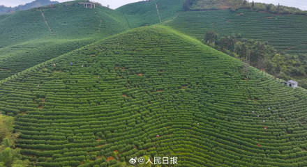 “养眼”壁纸！采茶好治愈啊