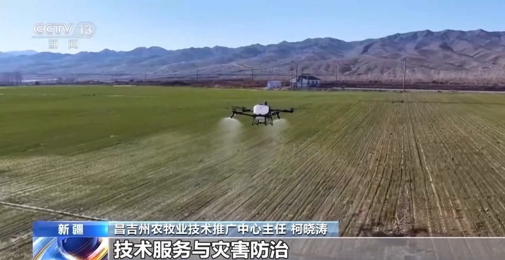 冬小麦田管进入关键期 专家“把脉问诊”促丰收