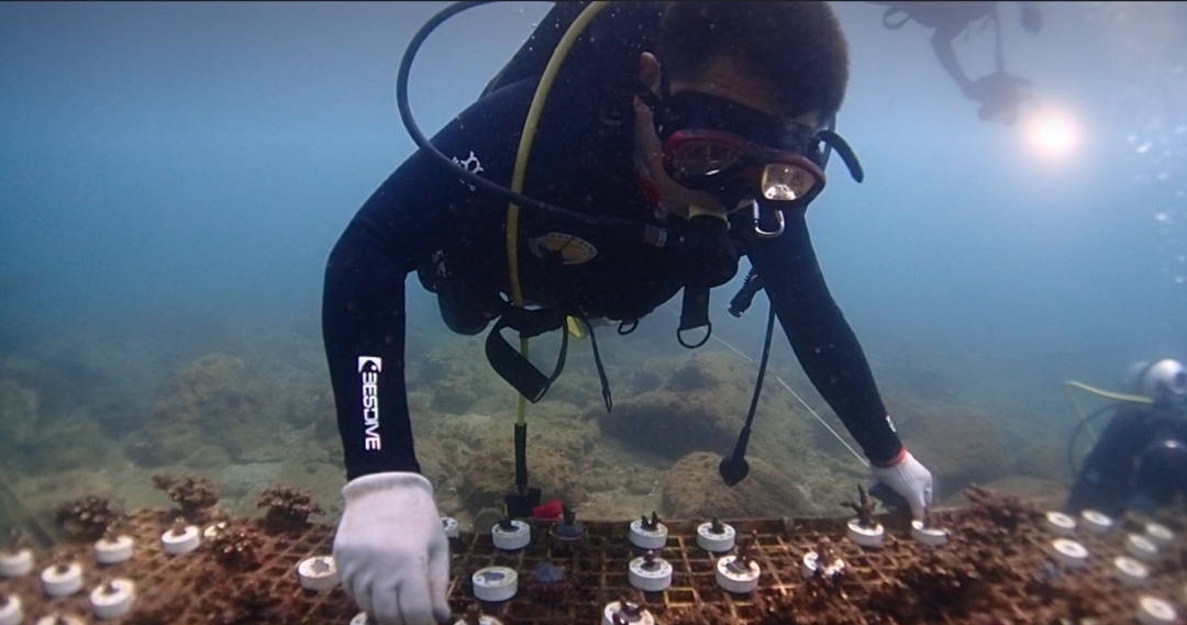 深圳的“猫”为什么这么害羞？最近这位“国宝级”明星火了！网友：好难追！