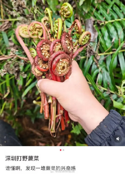 春天 “打野” 热兴起，周末别跟风乱挖！第一批受害者已出现