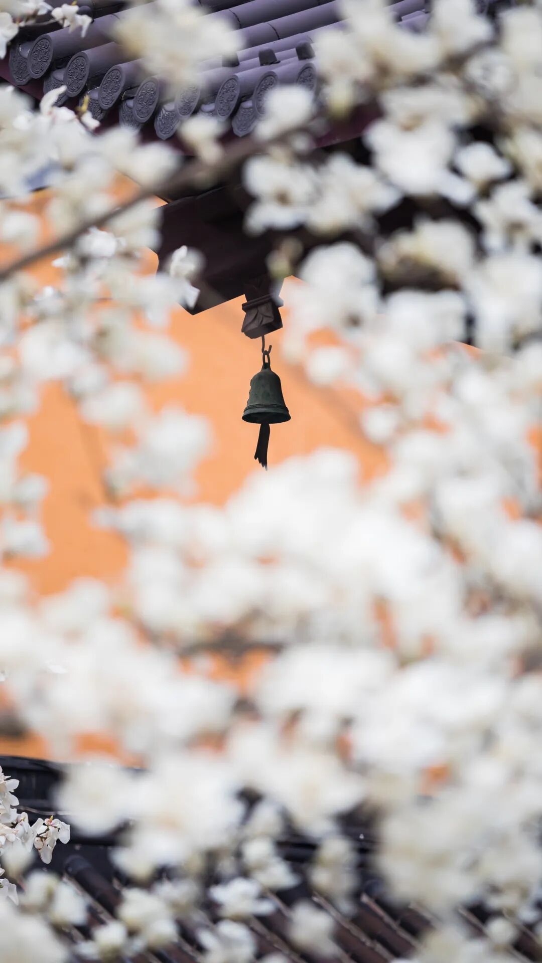 妈妈问我为什么春天总往南京跑