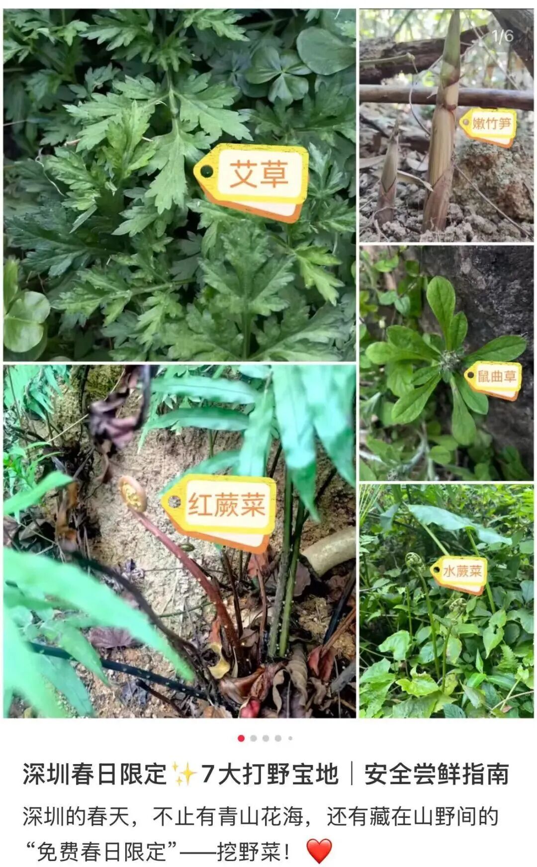 春天 “打野” 热兴起，周末别跟风乱挖！第一批受害者已出现