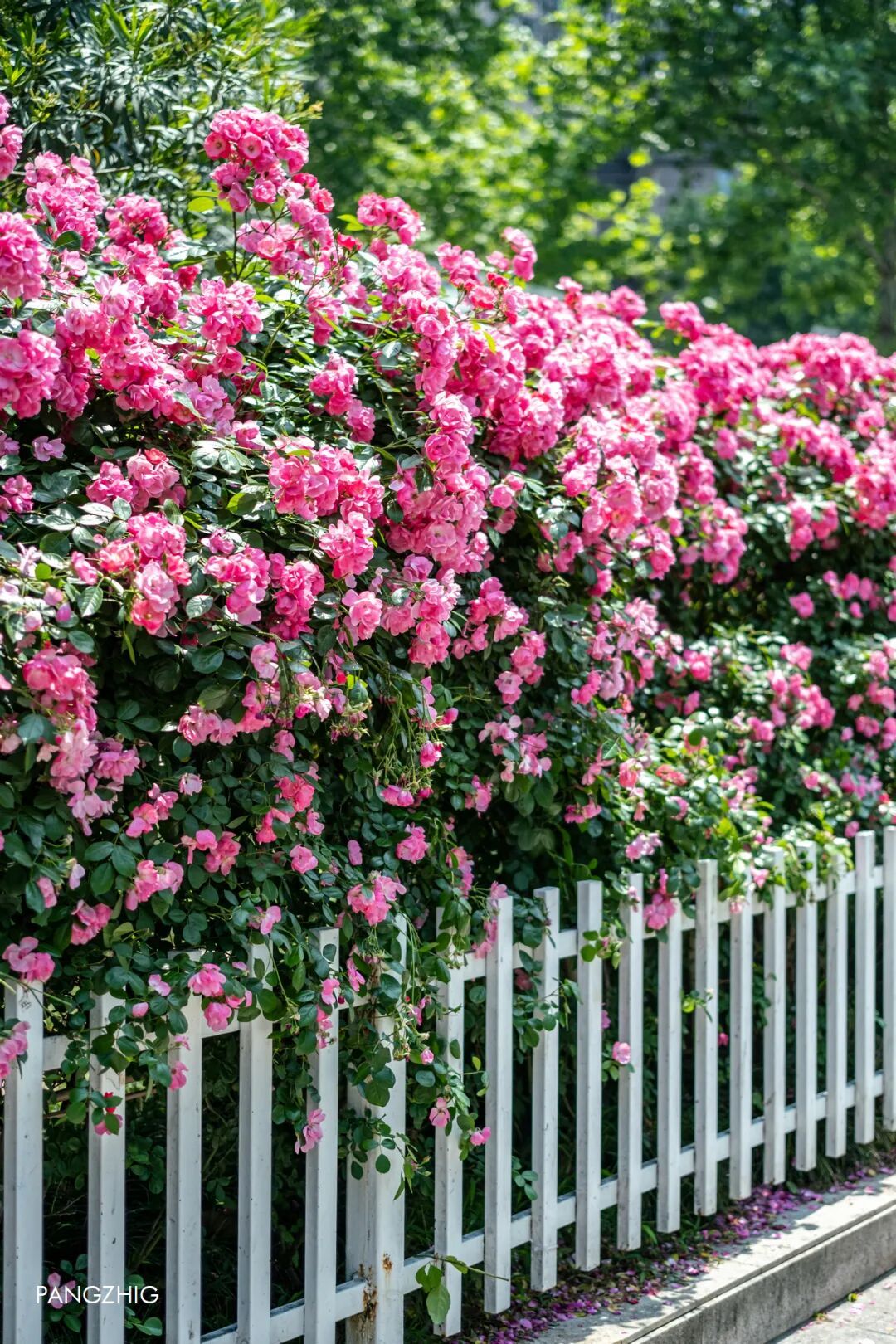 妈妈问我为什么春天总往南京跑