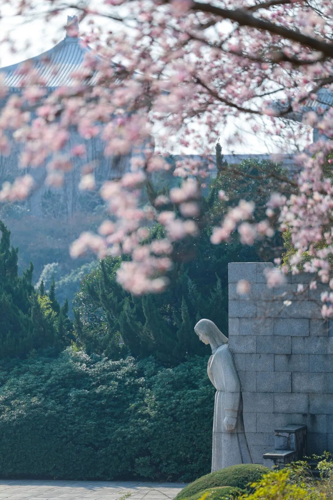 妈妈问我为什么春天总往南京跑