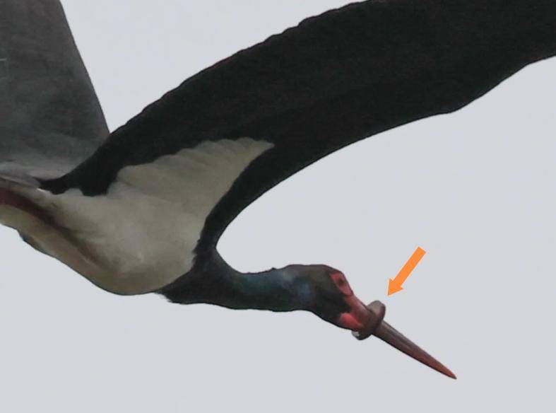 嘴被环形物体套住，黑鹳面临生死危机！多方正想方设法全力救助