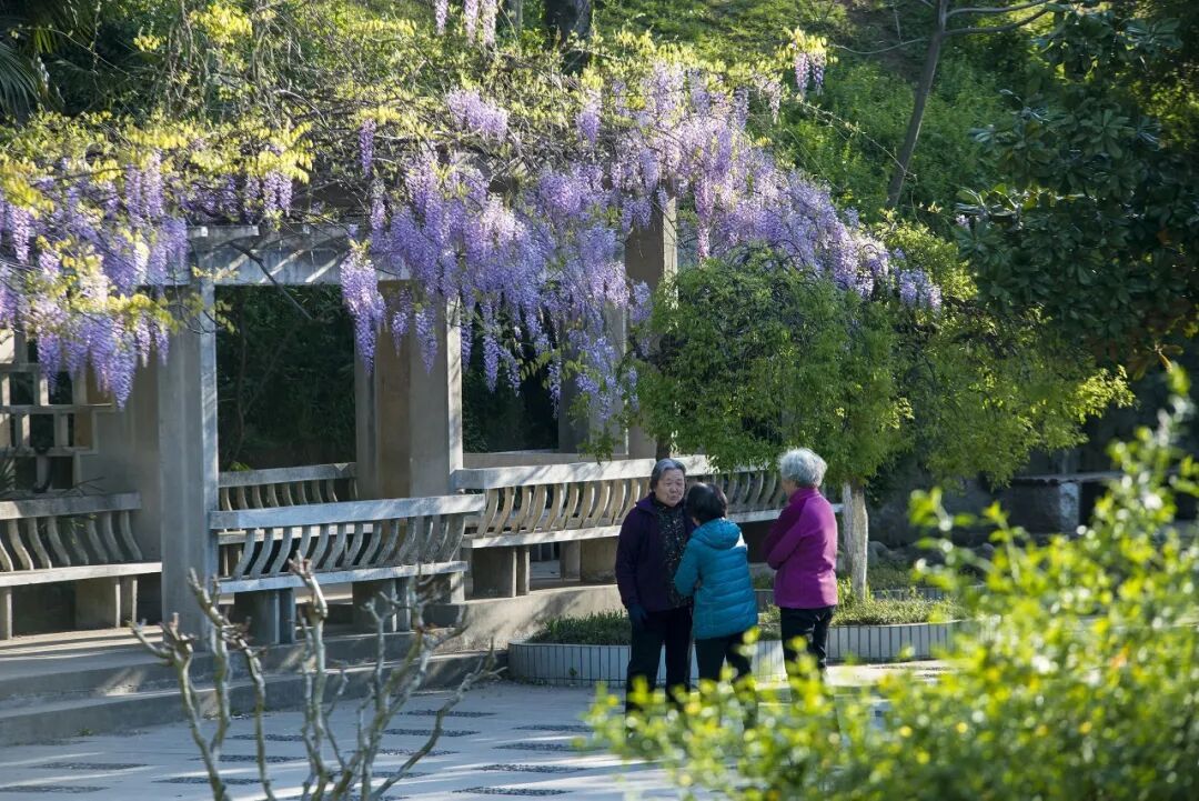 妈妈问我为什么春天总往南京跑