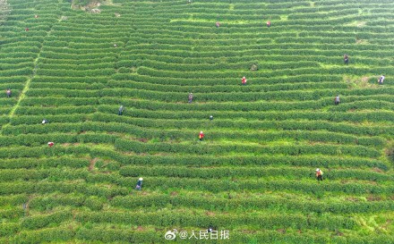 “养眼”壁纸！采茶好治愈啊