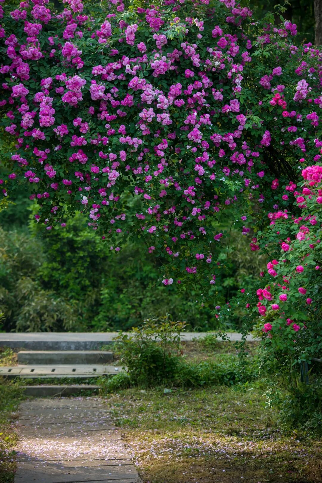 妈妈问我为什么春天总往南京跑