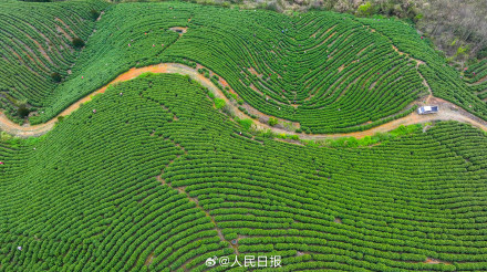 “养眼”壁纸！采茶好治愈啊