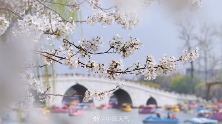 花开如云！北京玉渊潭樱花进入盛花期